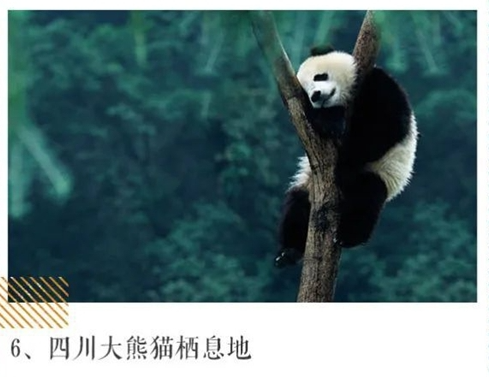 四川大熊猫 四川大熊猫