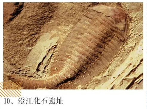 澄江化石 澄江化石