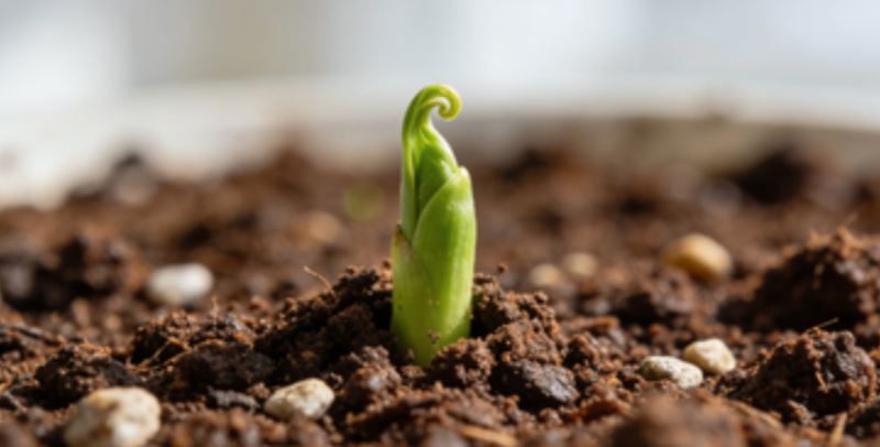 36b5cdd77e5178a5e22385ea2f6c1c87